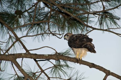 I'm reasonably sure this is a red tail hawk....at least until someone corrects me.