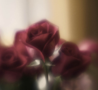 lensbaby roses