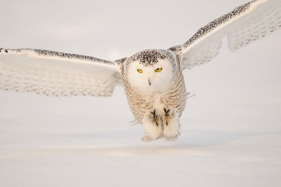 Noordelijke uilen in winters Canada