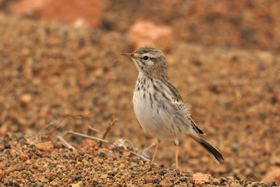 Berthelo's pieper, een endeem (!)