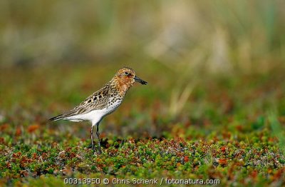 Lepelbekstrandloper / Spoon-billed Sandpiper