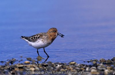 Lepelbekstrandloper / Spoon-billed Sandpiper