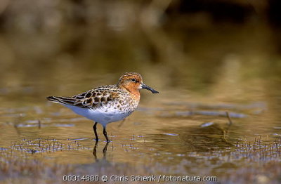 Lepelbekstrandloper / Spoon-billed Sandpiper