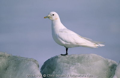 Ivoormeeuw / Ivory Gull