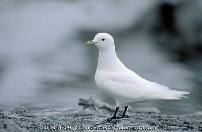 Ivoormeeuw / Ivory Gull