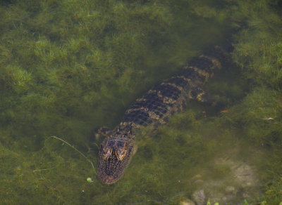 4' Aligator in back yard pond