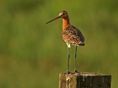 grutto