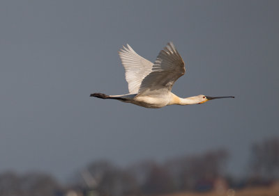 vogel weekend op Texel o.l.v. Arie Ouwerkerk