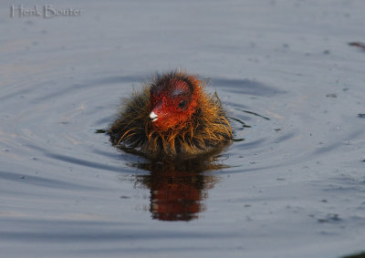 meerkoetjong