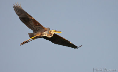 purperreiger