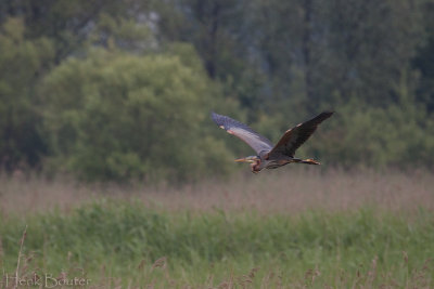 purperreiger