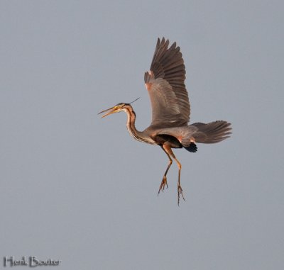 purperreiger