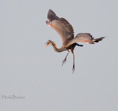 purperreiger