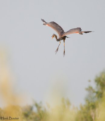 purperreiger