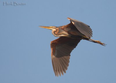 purperreiger