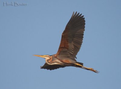 purperreiger