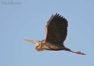 purperreiger