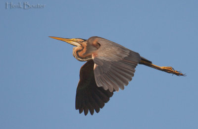 purperreiger