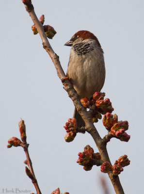 huismus (man)