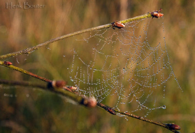 douwdruppels in een spinneweb
