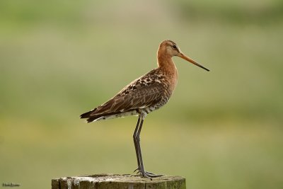 Grutto