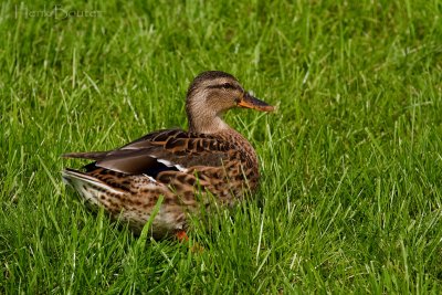 wilde eend