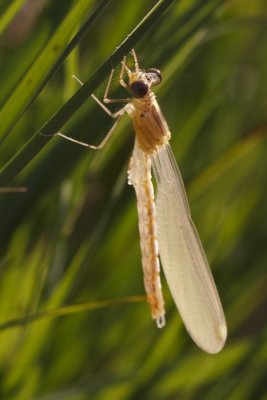 uitsluipen watersnuffel