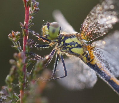 Zwarte heidelibel