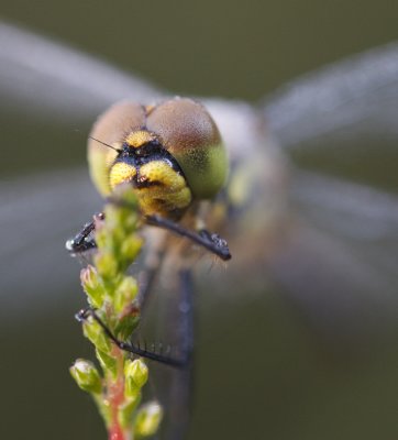 Zwarte heidelibel