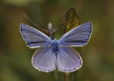 Icarusblauwtje mannetje