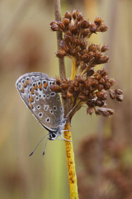 Icarusblauwtje mannetje