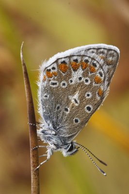 Icarusblauwtje mannetje