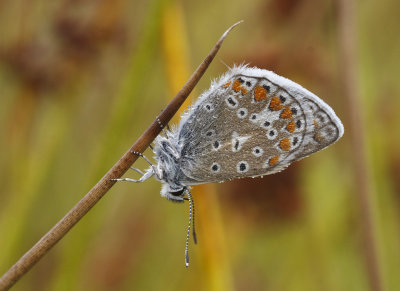 Icarusblauwtje mannetje