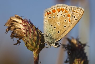 Icarusblauwtje vrouwtje