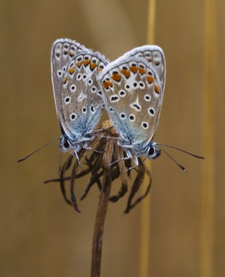 Icarusblauwtje mannetje