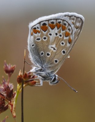 Icarusblauwtje mannetje