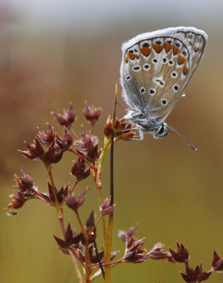 Icarusblauwtje mannetje