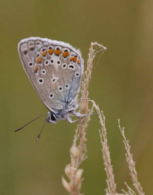 Icarusblauwtje mannetje