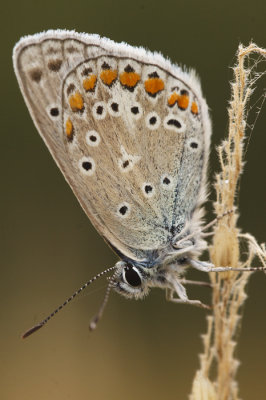 Icarusblauwtje mannetje