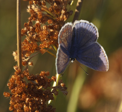 Icarusblauwtje mannetje
