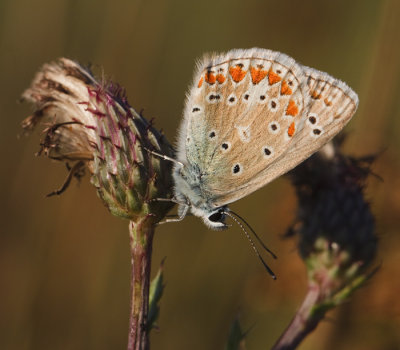 blauwtje