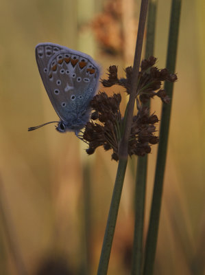 Icarusblauwtje mannetje