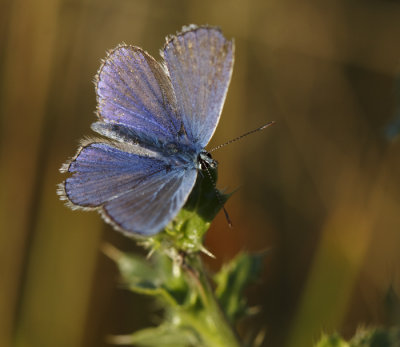 Icarusblauwtje mannetje