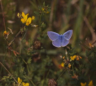 Icarusblauwtje mannetje