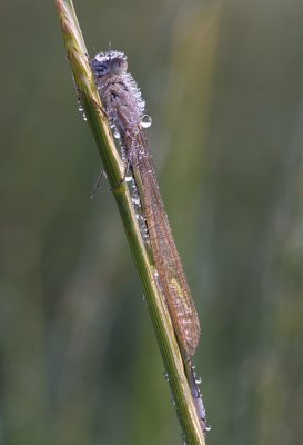 juffer met dauwdruppels