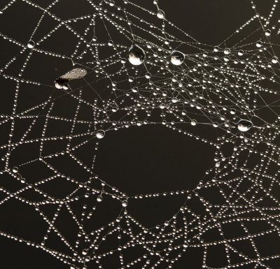 dauwdruppels in spinneweb