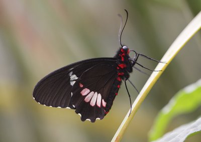 Tropische vlinder gemaakt in een vlindertuin
