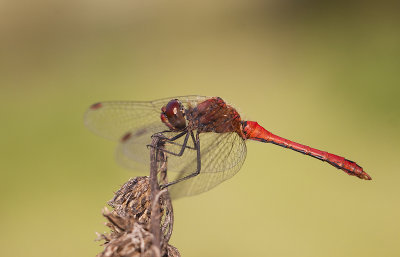 Bloedrode heidelibel