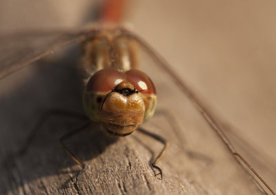 Steenrode heidelibel