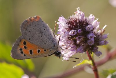 Kleine vuurvlinder